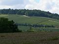 Vineyard near Landreville P1130589
